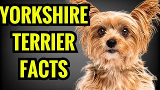 Yorkshire Terrier  Top 13 Facts [upl. by Mayyahk]