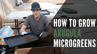 Arugula Microgreens How To Grow From Seed To Harvest With StepByStep Instructions [upl. by Naomi]