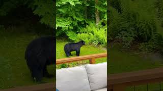 Bear sits on hammock in Waitsfield Vermont yard [upl. by Anavlis]