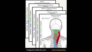 Splenius Cervicis  Anatomy Perspective [upl. by Battat429]