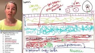 Digestive histology 5 Adventitia serosa [upl. by Ttihw]