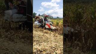 KOMBI SAWAH KUBOTA HEADER JAGUNG eps 112 short shortvideo kombisawah kubota [upl. by Ojyram]