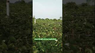 parvar kheti kisaniktamajdoor agriculture [upl. by Sig]