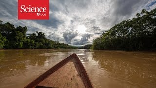 Making contact The isolated tribes of the Amazon rainforest [upl. by Lavud]