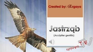 Jastrząb jastrząb gołębiarz Accipiter gentilis [upl. by Sitoeht]