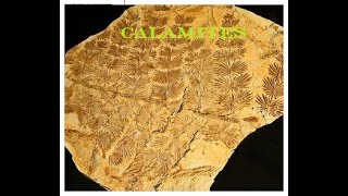 Fossil Calamites [upl. by Arracat]