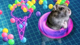 Hamster Escapes the Awesome Maze for Pets in real life 🐹 The Best Hamster Challenges fun [upl. by Beghtol]