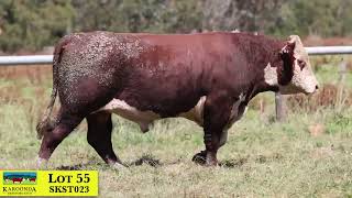 Lot 55 SKST023 Karoonda Herefords 2024 [upl. by Adnorehs]