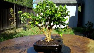 How I created The Walking Boxwood Bonsai Part 2 Root Pruning and Pottingmp4 [upl. by Lev]