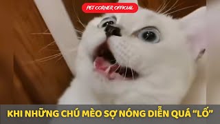 Những chú mèo sợ nóng bày trò quá quotlốquot  Pet Corner [upl. by Htebharas]