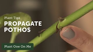 How to Propagate Pothos Epipremnum aureum — Ep 109 [upl. by Hawkins]