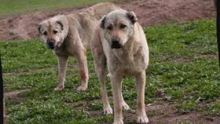 Tajik Shepherd Dogswmv [upl. by Chet935]