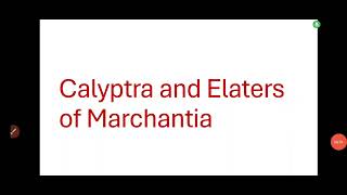 Calyptra and Elaters of Marchantiacalyptra of Marchantia in detailElaters of Marchantia [upl. by Okire]