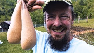 Wild Harvesting Mycorrhizal Fungi Using THESE [upl. by Brentt]