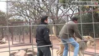 Telegraph journalist gets mauled by Lion [upl. by Resor108]