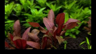 Cryptocoryne Parva  Unboxing and Planting [upl. by Verge]