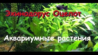 Эхинодорус Оцелот Echinodorus ozelot [upl. by Arza435]