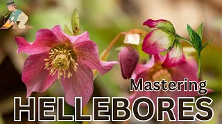 Hellebores The Ultimate Guide to Growing and Caring for These Enchanting Flowers [upl. by Shama]