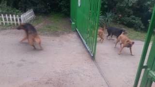 Brave dogs fighting at gate [upl. by Finbur]