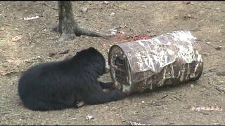 Saskatchewan Black Bear hunt  Sask Can Outfitters [upl. by Aihsenod]