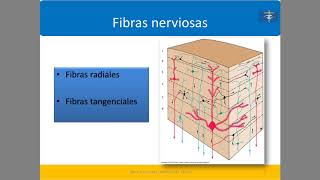 La corteza cerebral [upl. by Aicilana]