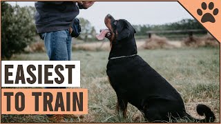 10 Most Trainable Dog Breeds  Easy To Train Dog Breeds [upl. by Alam552]