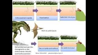 SVT  cours formation des roches sédimentaires et fossilisation [upl. by Joscelin922]