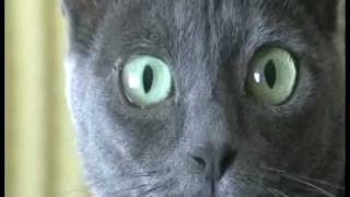 CAT HYPNOSIS quotHYPNOCATquot [upl. by Nalloh]