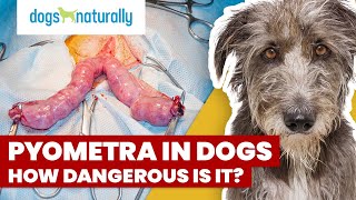 Pyometra In Dogs  How Dangerous Is It [upl. by Shafer]