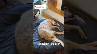 Must learn technique borzoi shotgun doglife dogs hoark howto wow armed bang funnydogs y [upl. by Orlina]