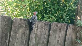 Red Bellied Woodpecker Bird Pecans on the Boat They are Friendly [upl. by Avenej823]