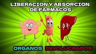 Órganos encargados de la Liberación y Absorción de Fármacos 💊 [upl. by Yendis]