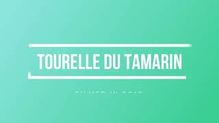 Tourelle Du Tamarin  Mauritius Island [upl. by Greysun]