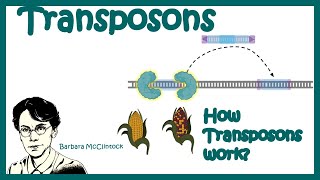 Transposons  Transposable elements  Types of transposons how transposons work [upl. by Symer282]