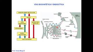 Vídeo Clase Golgi y Lisosomas parte I [upl. by Anifad866]