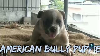 American bully quality male puppies for sale in 🥰affordable price conditions base sale available [upl. by Eiclehc398]