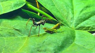 Wheel bug assassin bug vs grasshopper [upl. by Sofia]