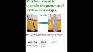 Lime Water Test class 10 science chemistryshorts [upl. by Casady923]