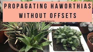 The Secret to Propagating Haworthia Succulents Fast No Offsets Needed  Angels Grove Co [upl. by Winters]