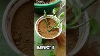 Plant harvesting methodlike subscribe ytshorts gardening [upl. by Rimhsak]