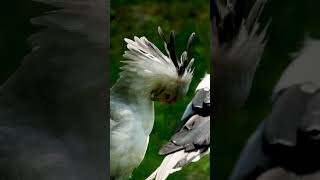 Secretary Bird The Snake Slayer of the Savannas birds bird facts usa birdfacts birdslover [upl. by Lumpkin]