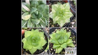 Haworthia Cuspidata vs Cymbiformis Quick Overview amp Care Tips [upl. by Casi]