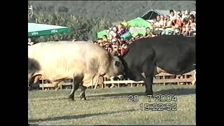 Bullfighting KORIDA NAJBOLJE BORBE 2004 PART 4 [upl. by Favianus]