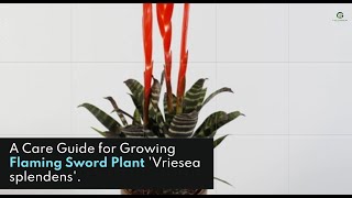 An Amazing World of the Flaming Sword Plant Vriesea Splendens – A Care Guide for Growing [upl. by Charlie714]