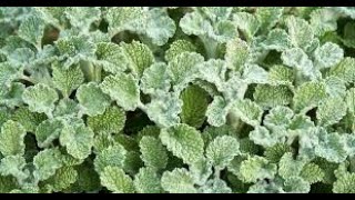 Herb of the Week Horehound [upl. by Ahsratan]