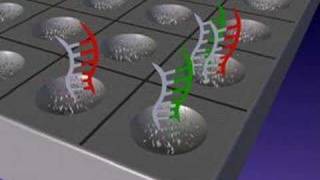 DNA microarrays [upl. by Vachil216]