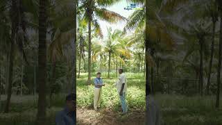 Cowpea as inter crop in coconut farm [upl. by Tia106]