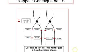 TS Rappel  Les notions de génétique de 1S [upl. by Urion]