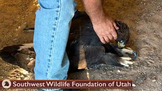 Eagle Found Lifeless but Still Breathing [upl. by Connors]