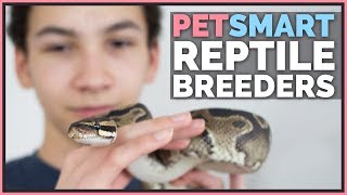 Calling 84 PetSmarts  Where do they actually get reptiles [upl. by Anauqaj]